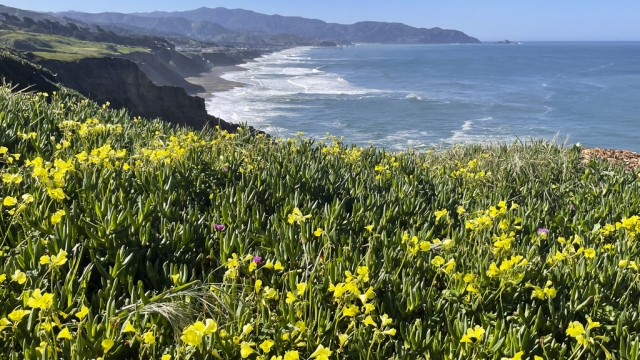 Will there be a 'superbloom' this year in California?