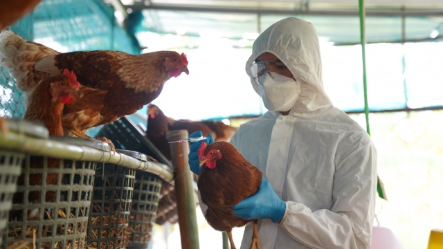 Veterinarians vaccinating farm chickens against diseases like bird flu.