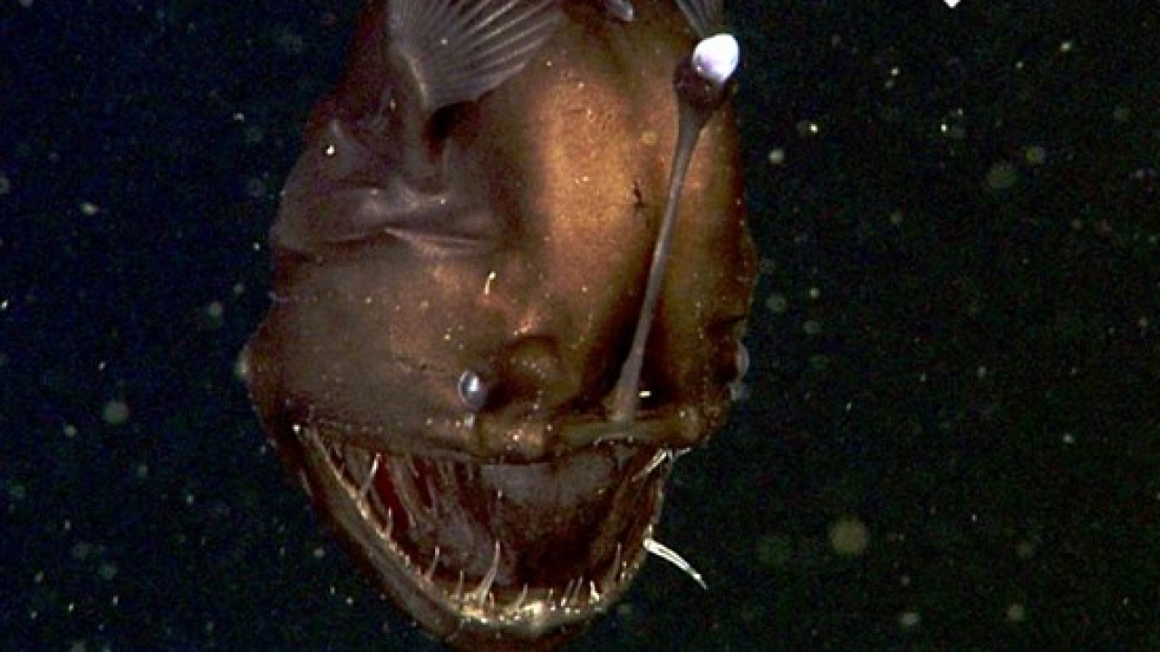 Anglerfish Rarely Seen In Its Habitat Will Haunt You