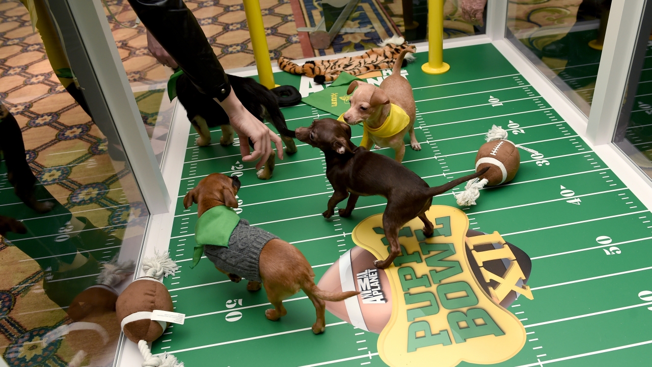 Puppies in a pen painted like a football field.