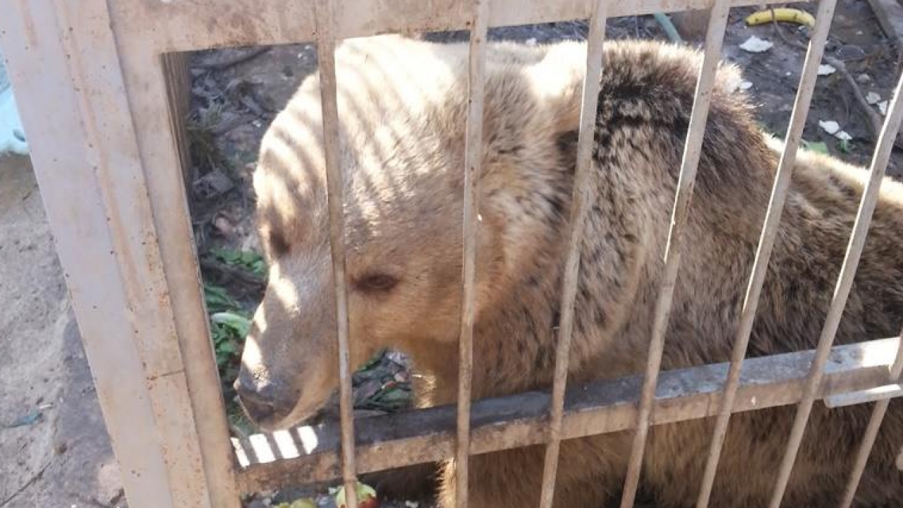 A bear in a zoo in Mosul, Iraq