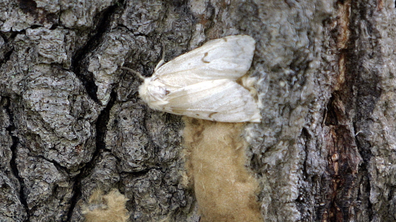 A female Lymantria dispar moth.