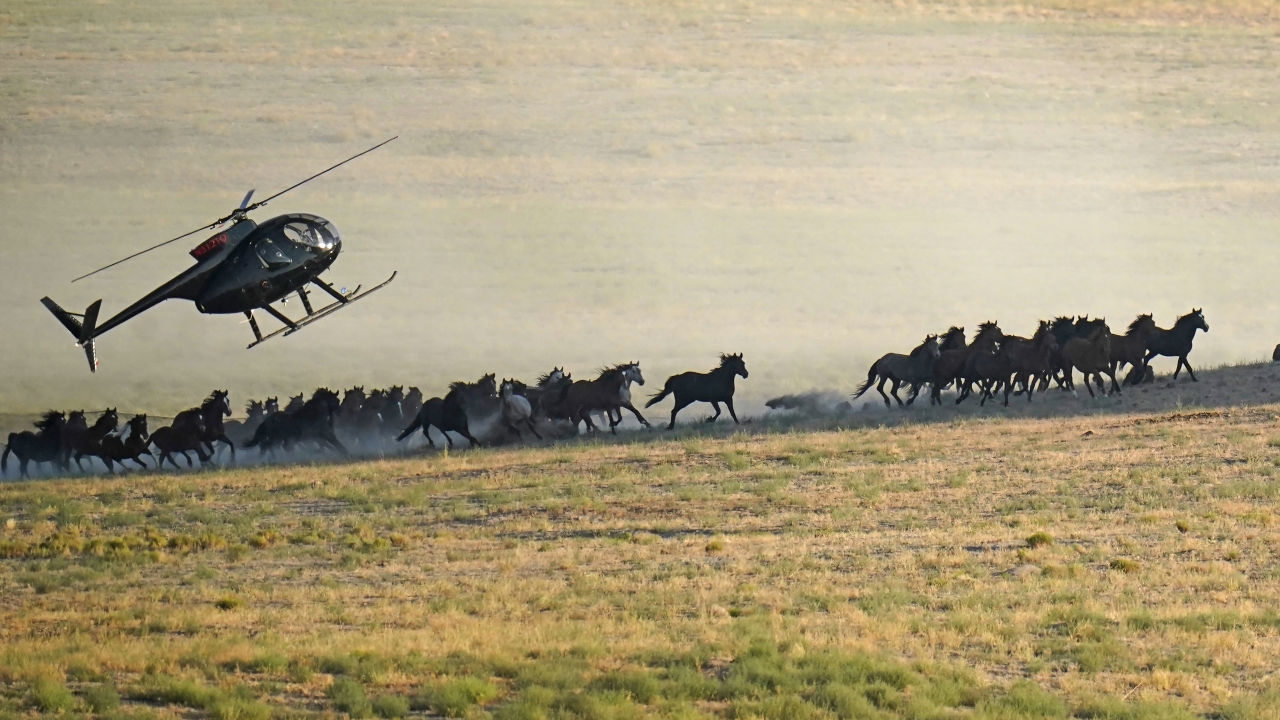 A helicopter pushes wild horses during a roundup