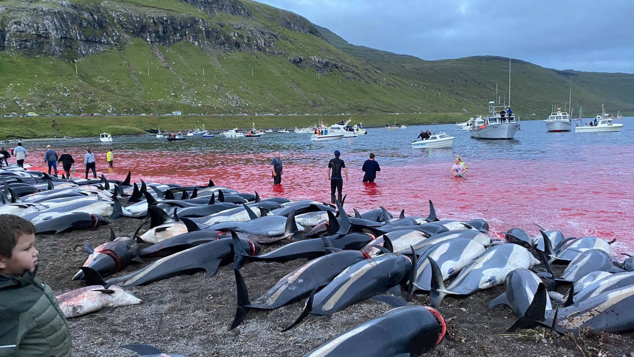 In this image released by Sea Shepherd Conservation Society the carcasses of dead white-sided dolphins lay on a beach.