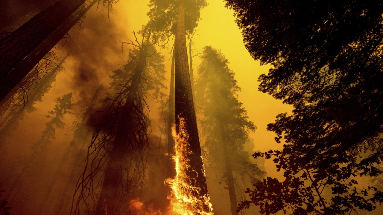 A photo of a tree on fire in the Trail of 100 Giants grove in Sequoia National Forest, Calif.