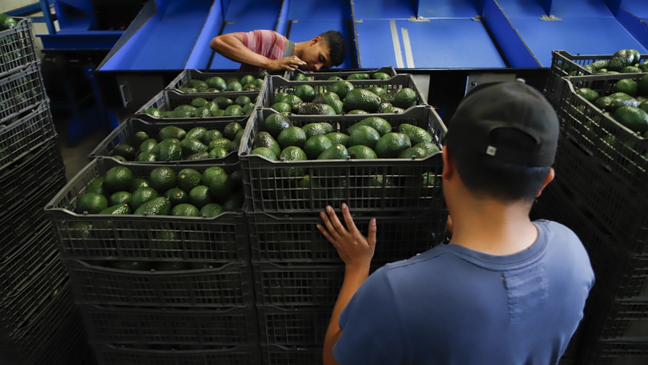 A worker selects avocados at a packing plant in Mexico.