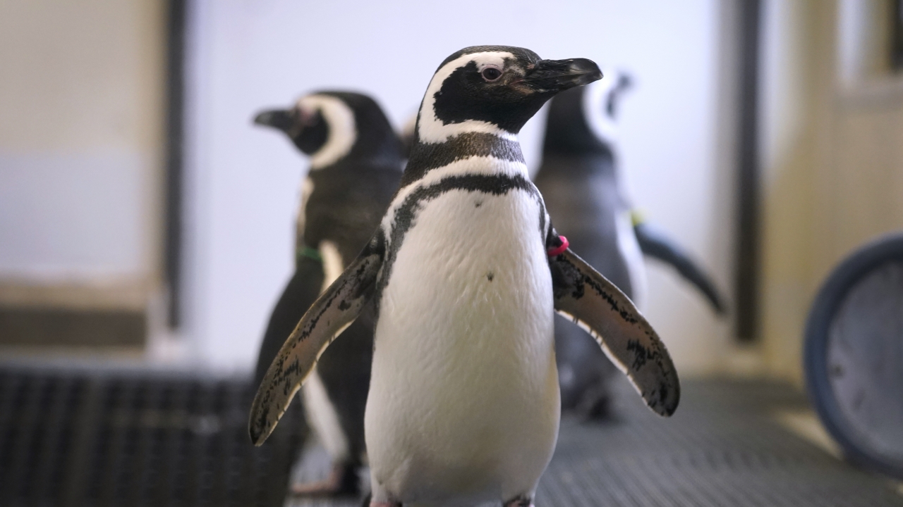 Magellan penguins stand in their enclosure at the Blank Park Zoo.