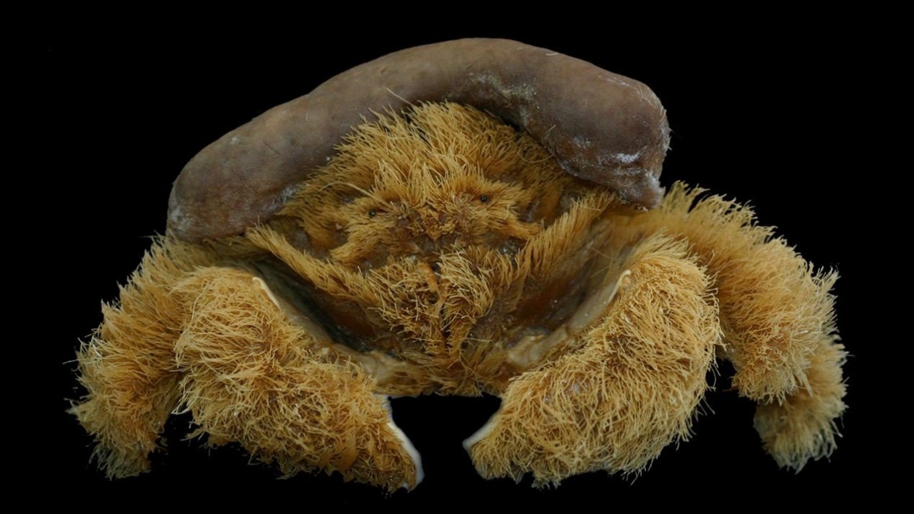 Lamarckdromia beagle crab.