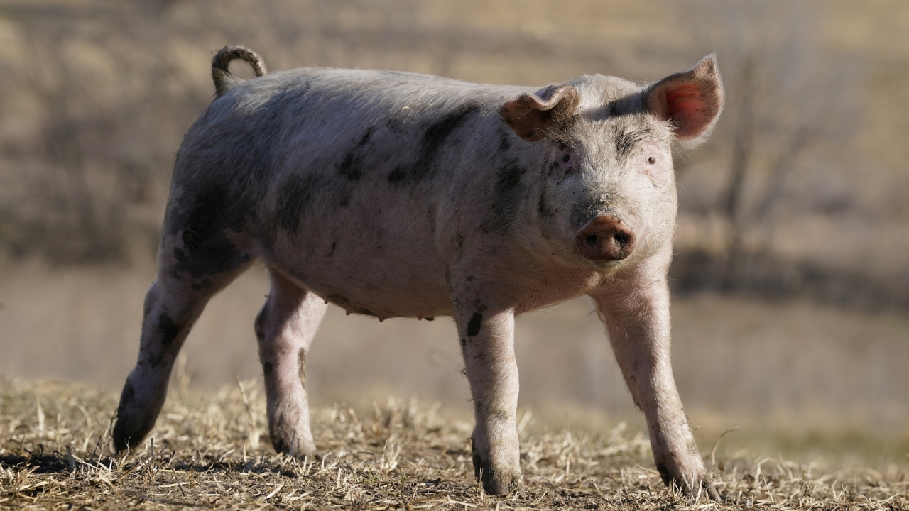 A hog walks in a pasture on the Ron Mardesen farm