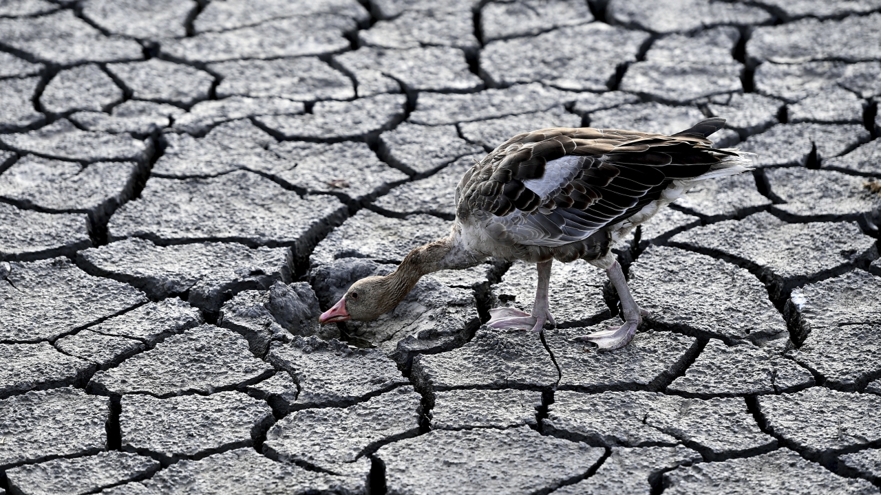 Baby goose looks for water in a dried lake bed