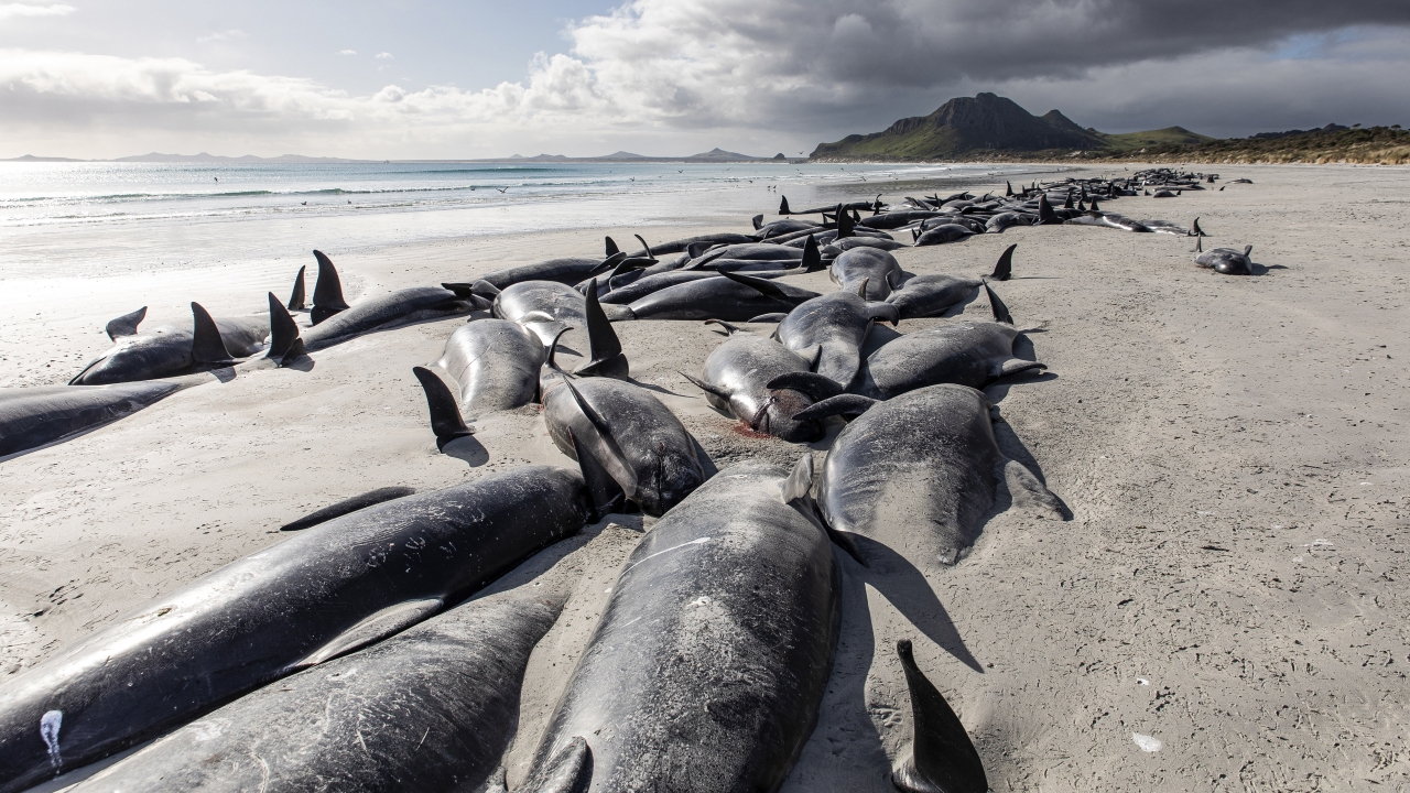 Whales washed ashore in New Zealand.