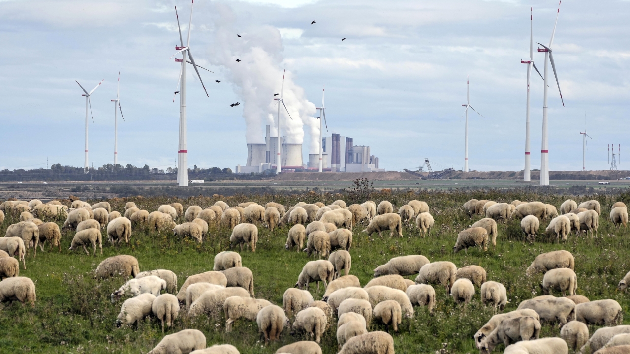 A flock of sheep graze in front of a coal-fired power plant at the Garzweiler open-cast coal mine.