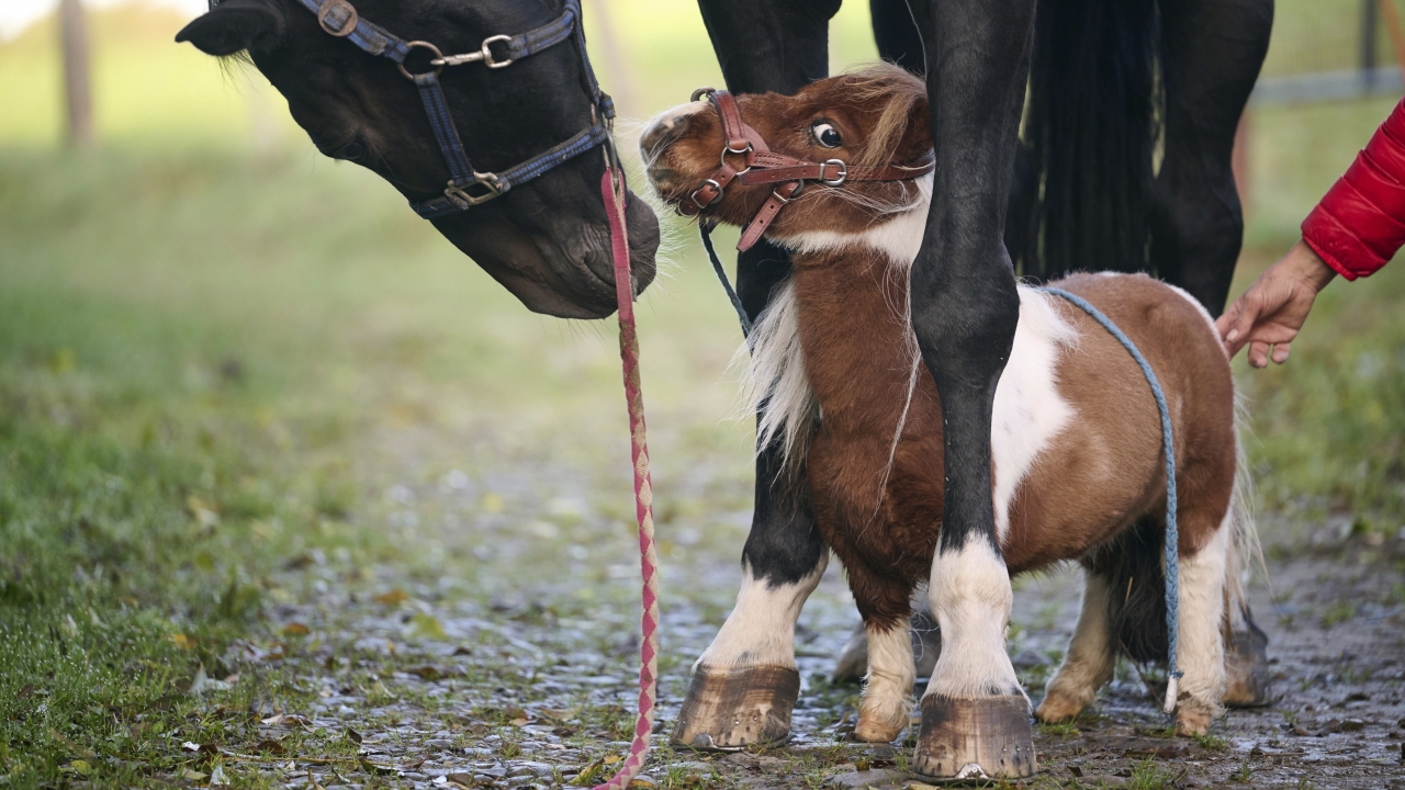 Shetland pony Pumuckel stands between the hooves of gelding Ron-Sheer.