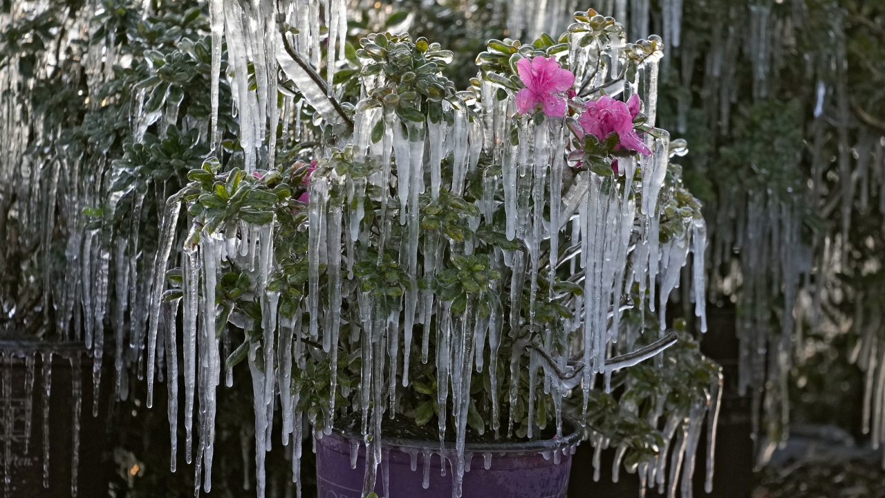 Icicles hang from ornamental plants at sunrise.
