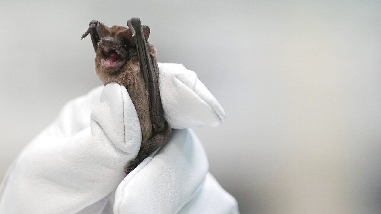 A Mexican free-tailed bat recovers from freezing temperatures that caused bats to to go into hypothermic shock
