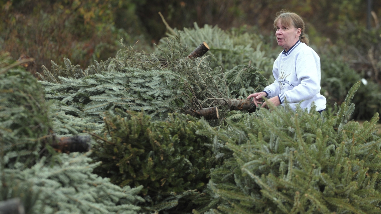 A woman drops off her Christmas tree for recycling