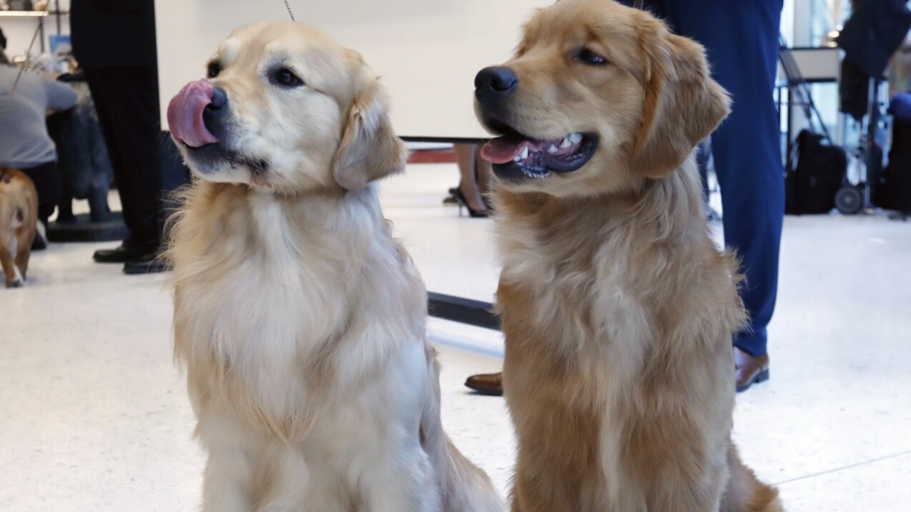 Two golden retrievers sit together.