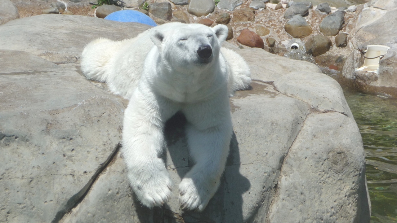 Berlin, the oldest polar bear in captivity in the United States.