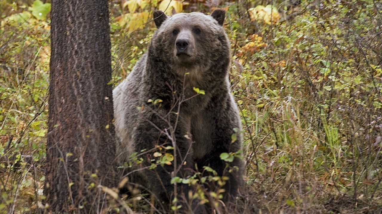 A grizzly bear spotted near Camas, in northwestern Montana.