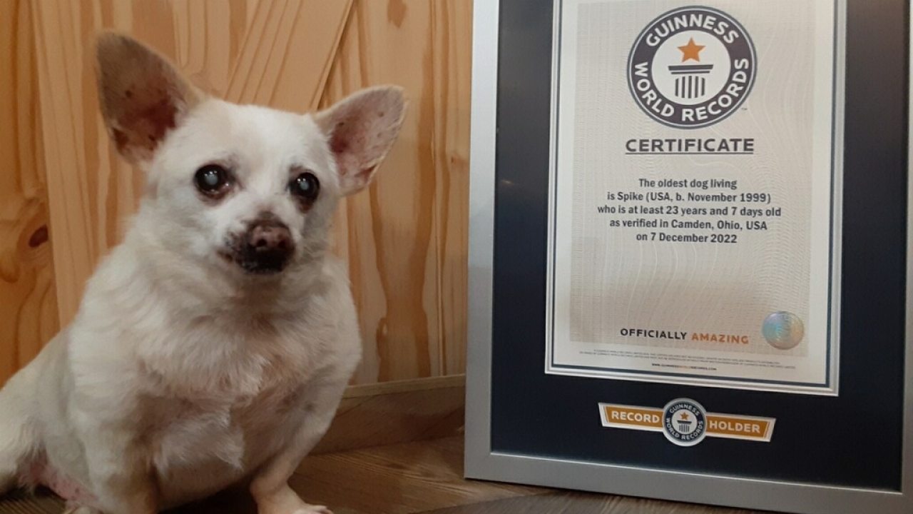 World's new oldest dog is Spike, a Chihuahua.