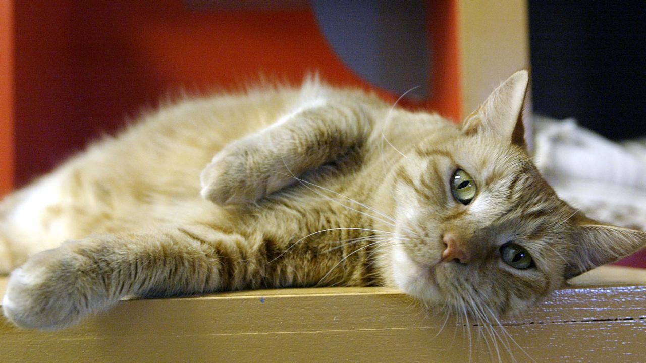 A Tabby cat resting