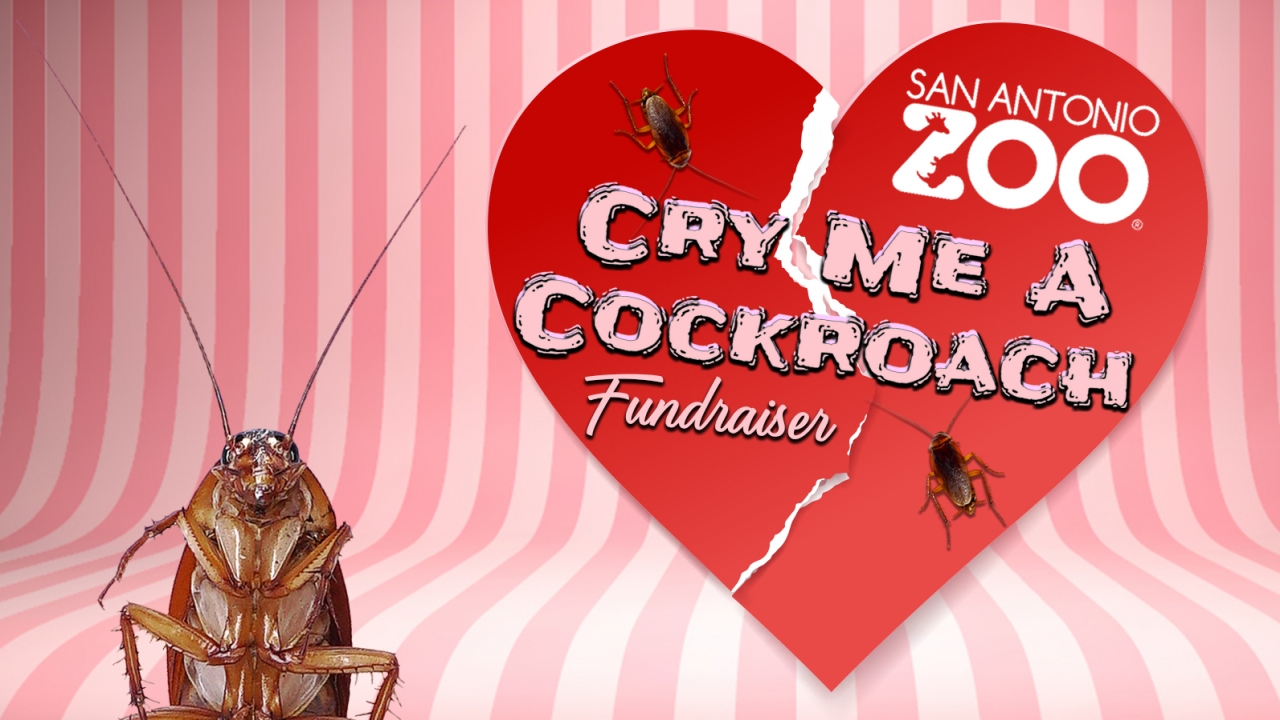 San Antonio Zoo's advertisement for its "Cry Me A Cockroach Fundraiser."