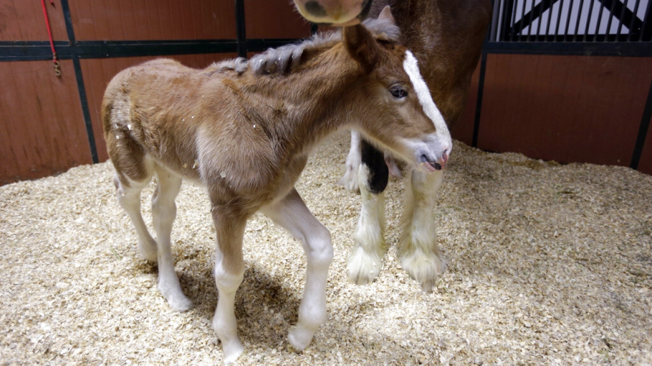A young Clydesdale foal walks around the feet of her mother.