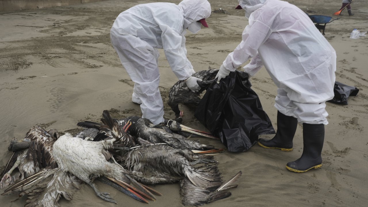 Dead pelicans on Santa Maria beach in Lima, Peru in November 2022