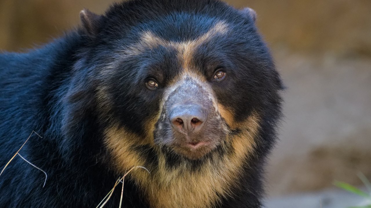 Close-up image of an Andean bear