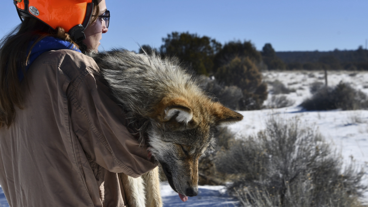 A U.S. Fish and Wildlife Service volunteer carrying a sedated wolf
