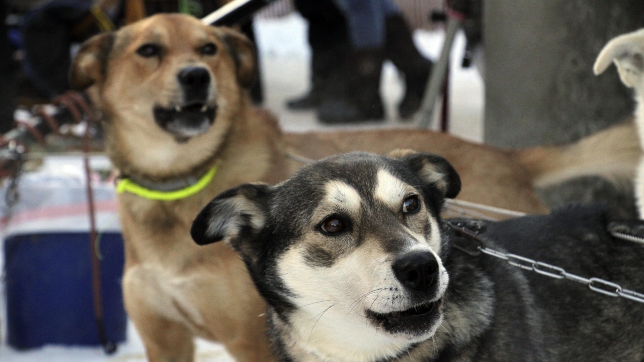 Attentive sled dogs await the start of the Iditarod Trail Sled Dog Race's ceremonial start