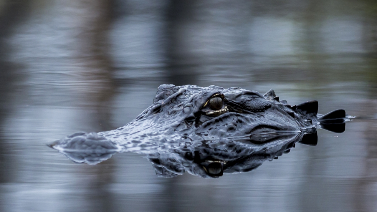 An American alligator lurking in the water