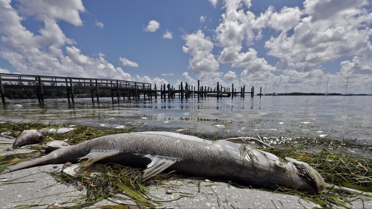 A dead snook lies along the water's edge in Bradenton Beach during red tide.