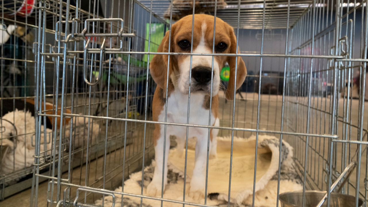 Beagle in a cage at testing operation.
