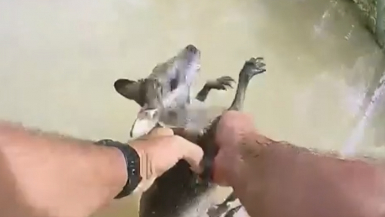 A kangaroo joey named "Lucky," rescued from crocodile-infested Australian floodwaters.