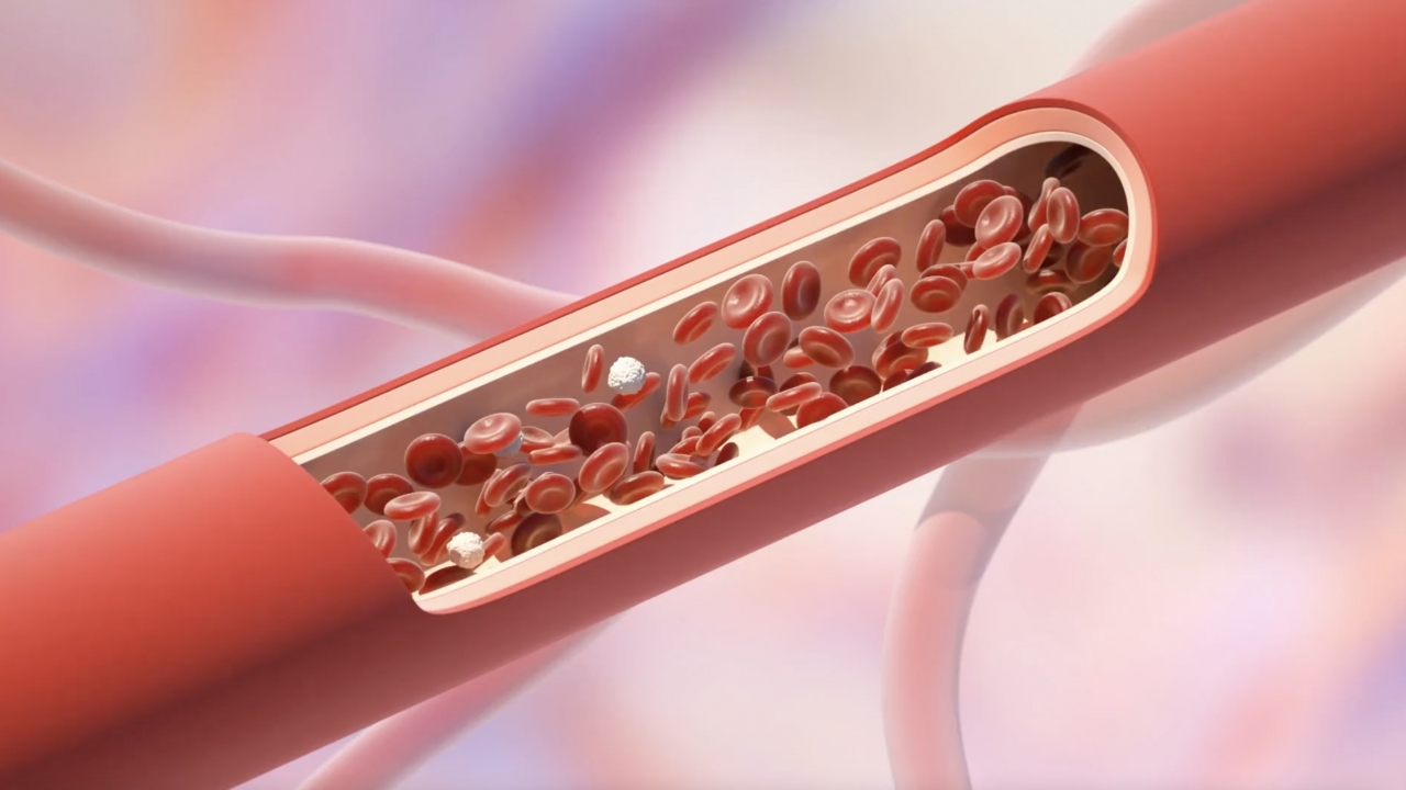 Animation shows red and white blood cells in a vein.