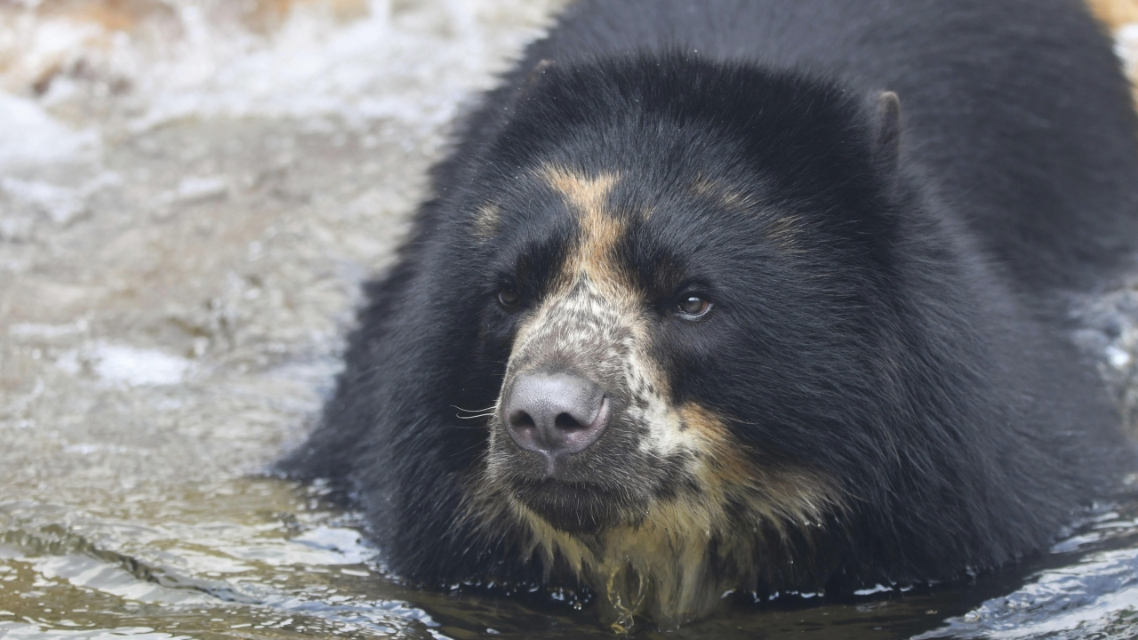 An Andean bear named Ben at the St. Louis Zoo.
