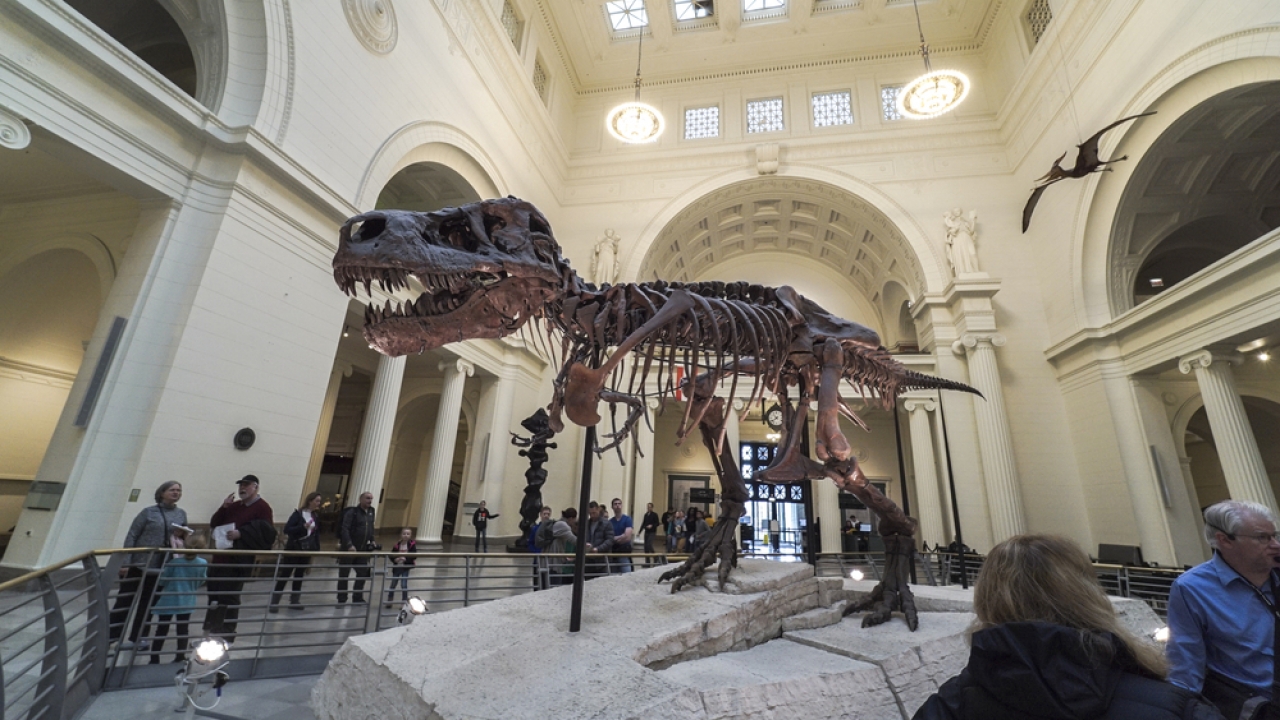 T-rex on display at Chicago's Field Museum.