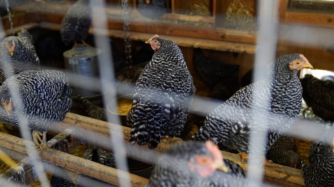 Barred Rock chickens roost in their coop