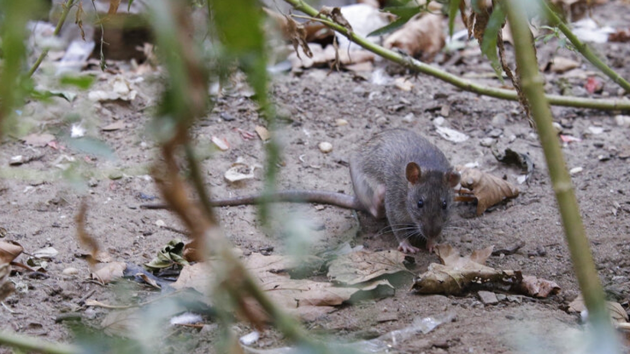 A rat forages in the bushes at a park in the Chinatown neighborhood of New York