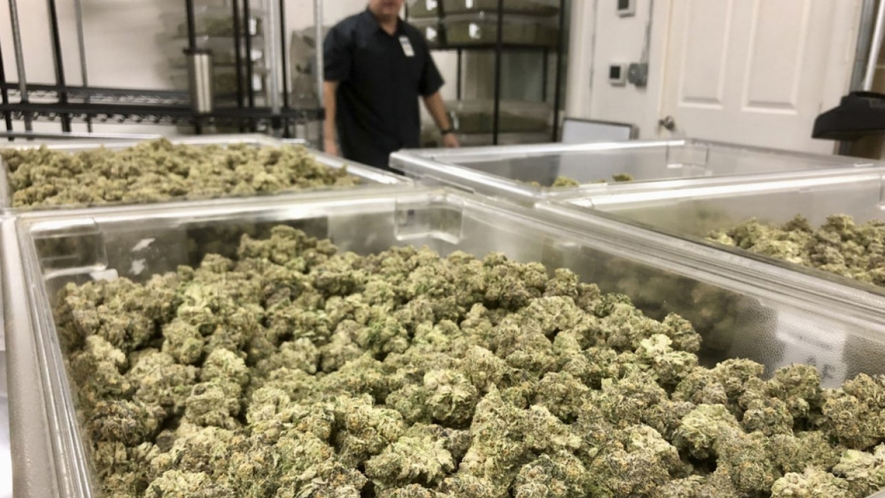 A licensed cannabis producer looks out at marijuana buds