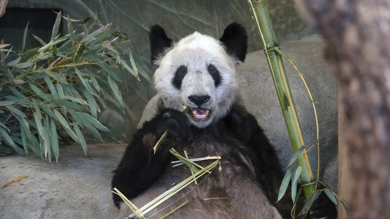 Ya Ya, a giant panda at the Memphis Zoo, eats bamboo