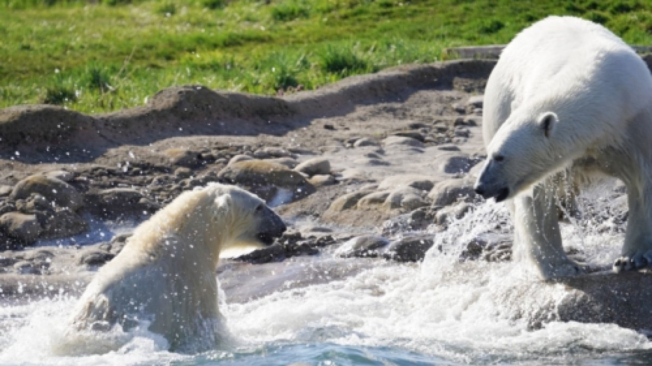 Two polar bears play in water