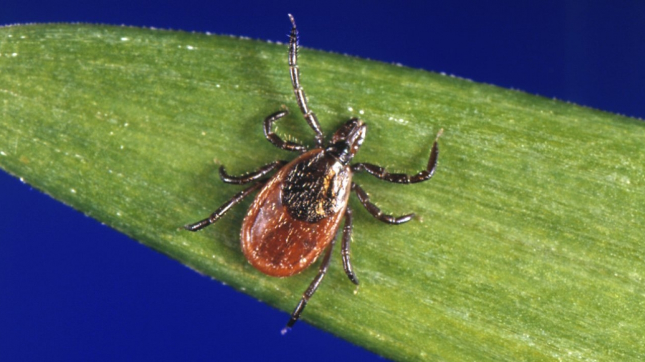 A blacklegged tick, which is also known as a deer tick, sits on a blade of grass.