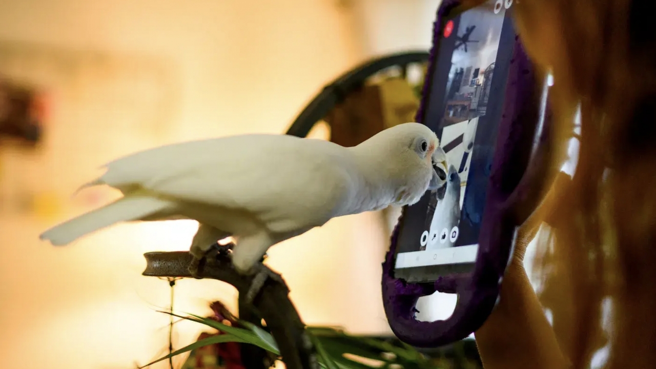 A parrot on a video call via a mobile device.