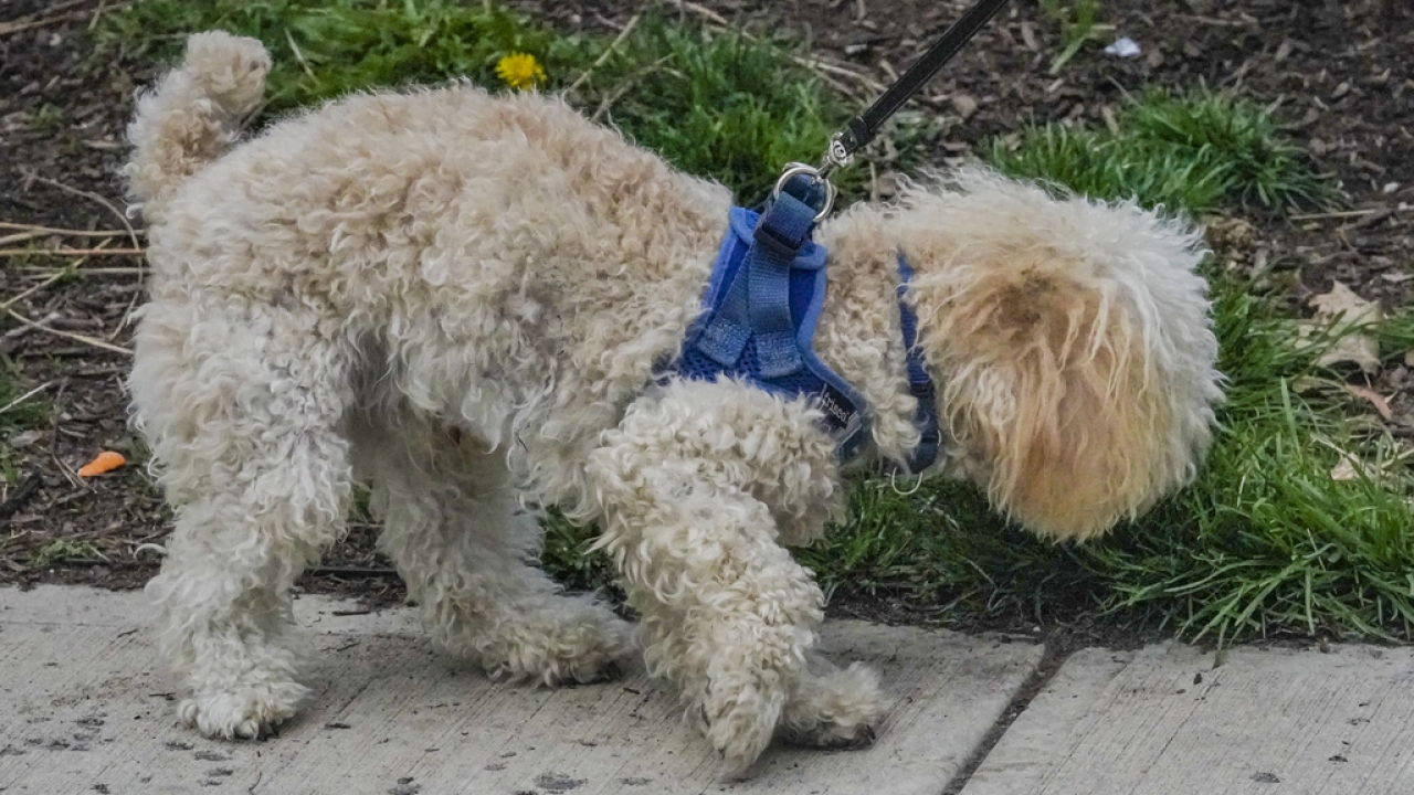 Eight-month-old poodle Bondi sniffs around while on a walk in a park.
