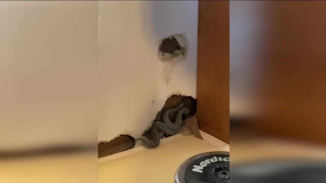 Snakes in the wall of a Colorado home.