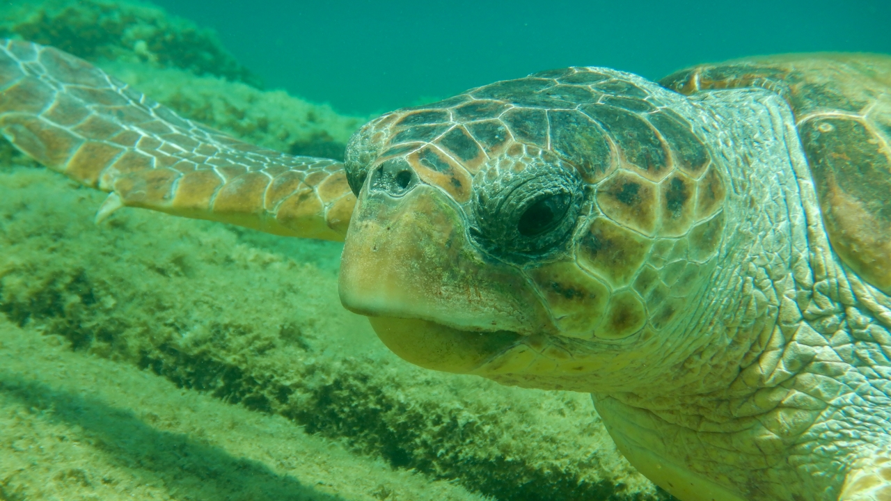 A logger head turtle is seen swimming under water.