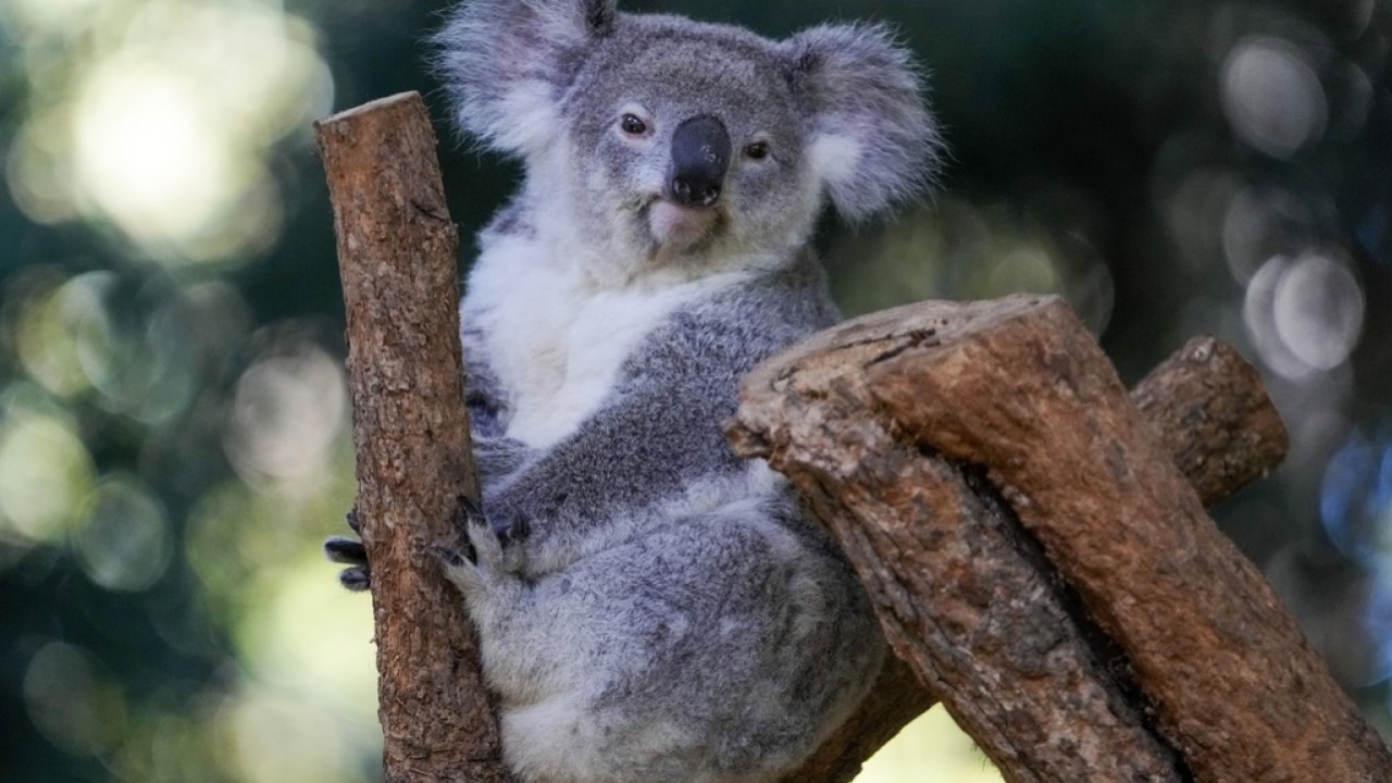 A koala sits in a tree at a koala park in Sydney, Australia.