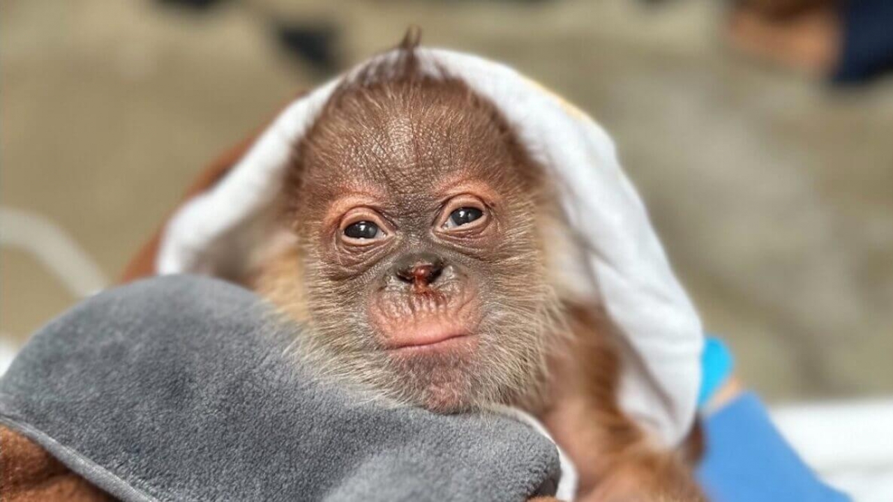 Baby Sumatran orangutan.